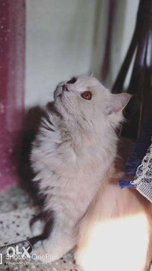 1 year 4 months Male Persian cat for urgent sale,