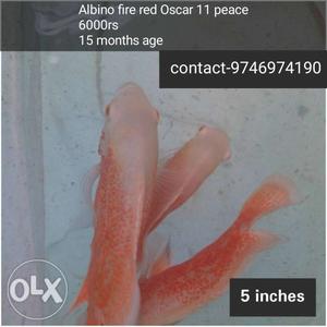 11 Albino Fire Red Oscar Fishes