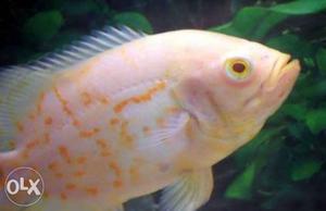 2 albino Oscar fish for sale healthy and active 3