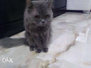 2 year old male Persian cat