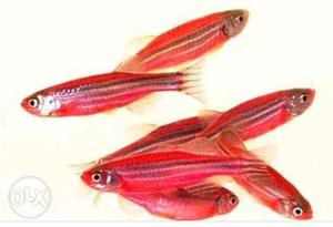 20 piece fish