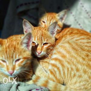 3 Kittens on Sale. location: Aligarh, India.