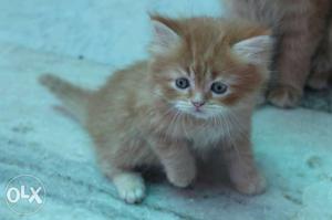 3 Persian male kitten 1 golden color 2 cream color