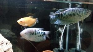 3 active Gourami Fishes 4 inch size..