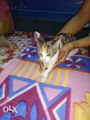 3 pet female cat Collect from the Jaipur