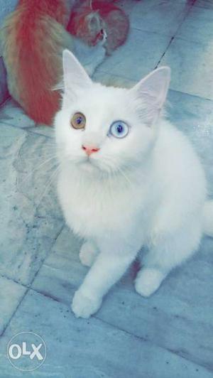 4 months old dual colour eyes persian cat