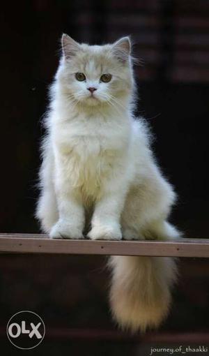5 Month Old Female Persian Cat