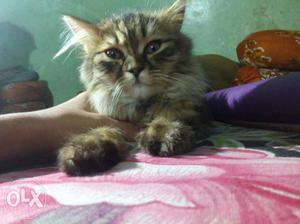 5 months old persian male cat, toilet trained,