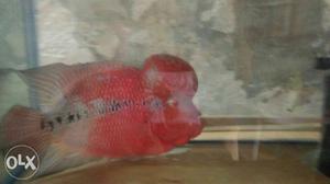 Active Big Red Dragon for sale..
