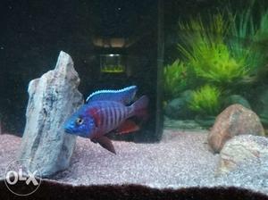 African cichlids, 11 numbers, five dragon blood