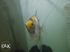 Albino red eye breeding pair for sell location