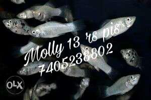 All type Molly fish available please call or