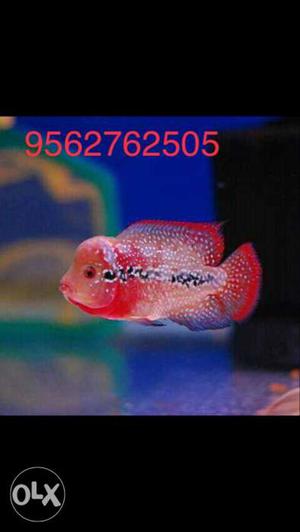 All type aqua fishes available