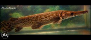 Alligator Gar Fish / colour (golden)