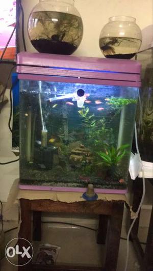 Aquarium for fish 20 litres tank capacity along