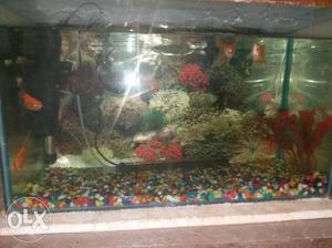 Aquarium for urgent sale with all accessories and