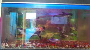 Aquarium tank with 3 pairs of fishes... Koi,