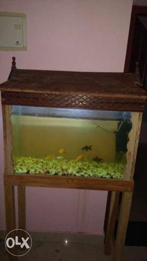 Aquarium with filter and fishes 3ft width 2ft length