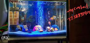 Aquarium with fish and all accessories shown in the image