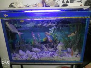 Aquarium with stand and 8fishes in it