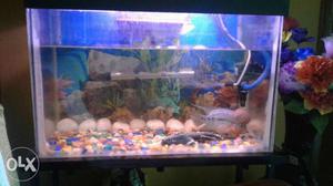 Aquarium with stand top filter, heater and