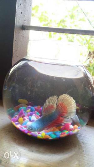 Battle blue red shade fish bowl with multi colour