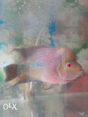 Beige And Red Flowerhorn Cichlid