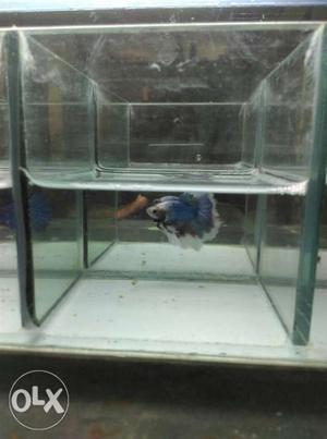Beta fish only 300 rs imprted beta fish