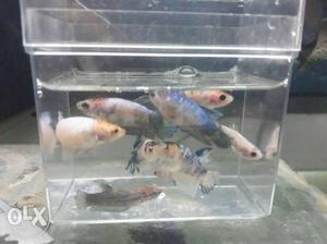 Betta female for sale note - high price for high