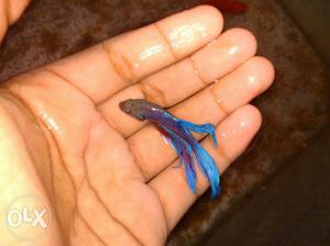 Bettas for sale at wholesale and retail 30 rs pc