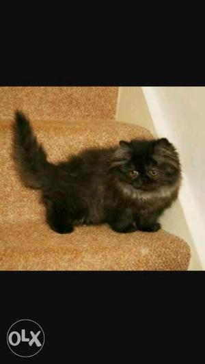 Black And Beige Persian Kitten