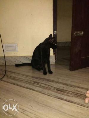 Black Cat In Nannambra