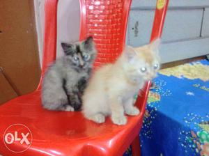 Black & Golden Persian Kitten (Cross Breed)