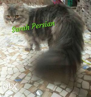 Black Sarah Persian Cat