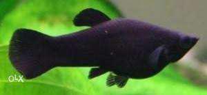 Black fish 10 peace ₹100/-