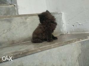 Black persian kitten 2 months old available price negotiable
