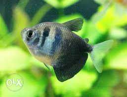 Black tetras or widow tetra for sale on wholesale