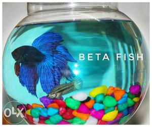 Blue Beta Fish And Gray Guppy Fish