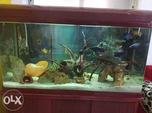 Cichlids aquarium 3.5x1.5 feet complete set up in