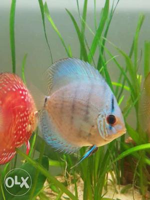 Cobalt blue discus pair for sale...at Rs