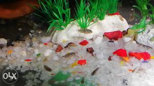 Convict cichlid (10 piece)