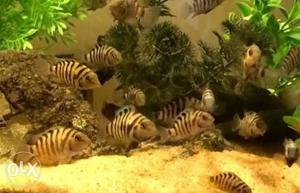 Convict cichlids fresh water aquarium fish