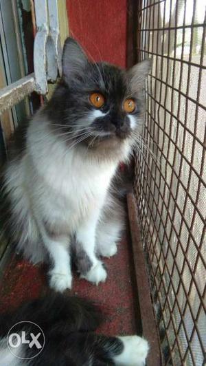 Cute Persian cat for sale with Orange eyes