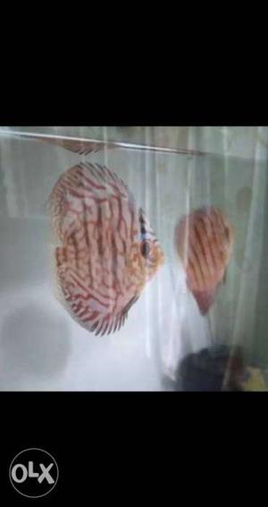 Discus Fish for sell..size 2.5 inch 30 pec