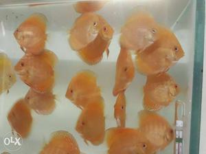 Discus fish 600 per piece