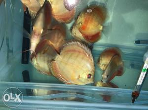 Discus fish size 2.75 for sale