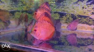 Discus in  inch. prices starts at