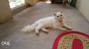 Doll face persian cat 6 month