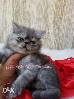 Exotic shorthair kittens available, age is 2