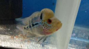 F3 kamfa flowerhorn fish